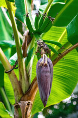 Close up of Musa acuminata banana flower with vibrant purple bracts and emerging fruit, framed by green leaves. Perfect for tropical flora, botany visuals, and agriculture themes