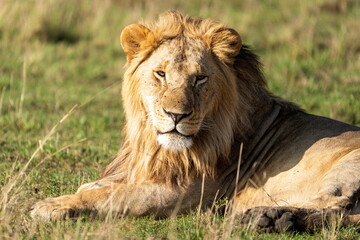 male lion in the grass