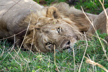 lion in the grass