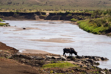 buffalo next to the river