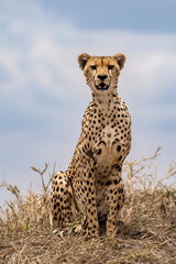 cheetah in serengeti national park tanzania africa