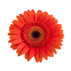 Close Up of Vibrant Red Gerbera Daisy Isolated on Transparent Background