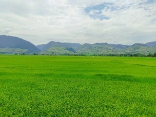 Green Rice Fields with Mountains