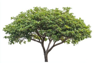 Diagonal view of guava tree isoleted on white background
