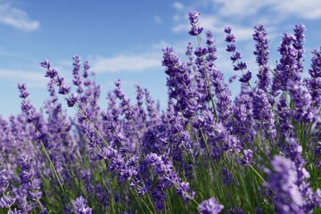 Naklejka premium Delicate lavender flowers with green trunk on the background of blue sky
