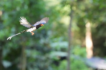 The Sarikadong bird, or as Thai people call it, the Khun Plan bird, lives naturally in the forests of Thailand.
