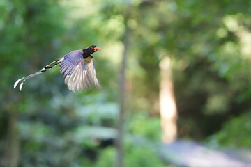 The Sarikadong bird, or as Thai people call it, the Khun Plan bird, lives naturally in the forests of Thailand.