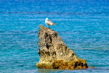 Seagull Resting on Algae-Covered Rock in Clear Sea
