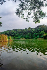 Tranquil lake view framed by tall grasses and leafy trees, with overcast sky reflected on still...