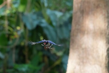 The Sarikadong bird, or as Thai people call it, the Khun Plan bird, lives naturally in the forests of Thailand.