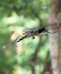The Sarikadong bird, or as Thai people call it, the Khun Plan bird, lives naturally in the forests...
