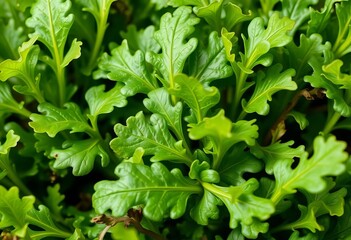 Vibrant green arugula leaves, close-up, showcasing texture and detail,  lifestyle,  leaf