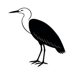 Cattle Egret Bird Vector Drawing