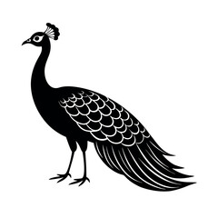Indian Peafowl Feathered Bird Design