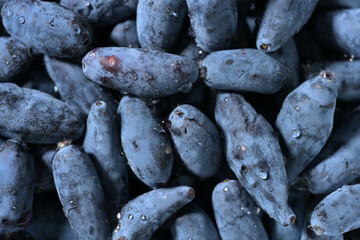 Close-up macro shot of honeysuckle berries. Healthy blue edible berries, rich in antioxidants and...
