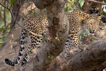 Indian Leopard on a tree 