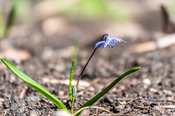 Siberian squill, wood squill, Scilla siberica meadow plant with blue blossom in grass. Spring flower background