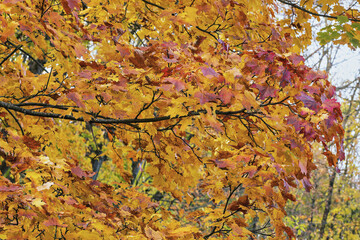 Maple autumn leaves create a stunning display of colors during the fall season.
