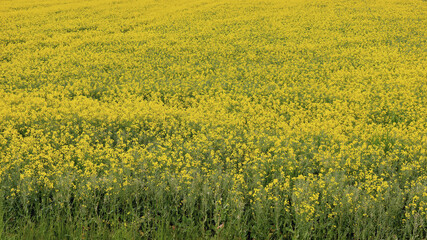 Bright yellow rapeseed field in full bloom during the spring season