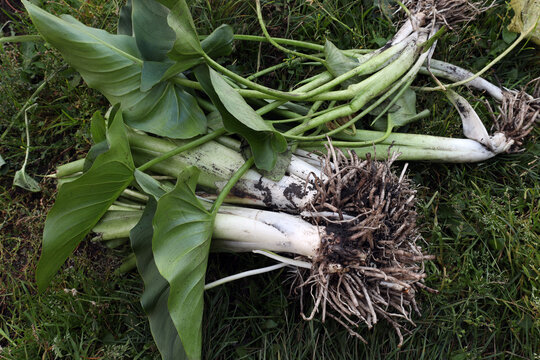 Calla rhizomes (lat. Calla) prepared for transplantation