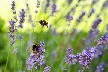 Two bumblebees on lavender, one flying and one sitting on a blossom