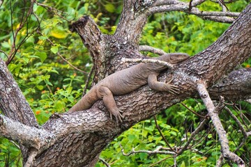 Land Monitor in Yala National Park, Sri Lanka