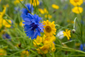 Close-Up of Blue Cornflower and Yellow Field Daisy in Bloom – Vibrant Wildflowers in Summer...