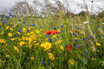 Wildflower Meadow with Poppies, Cornflowers, and Daisies in Summer Breeze – Vibrant Natural...