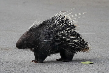 hedgehog on the ground