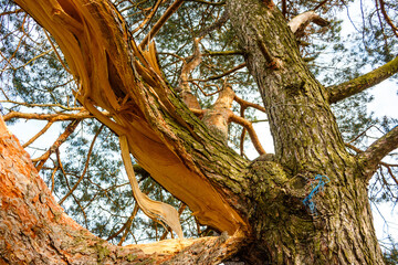 Thick branch of old pine tree broken lengthwise, wood fibers visible