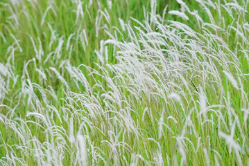 green grass field