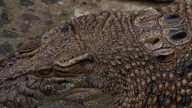 4k Close-up video footage of The saltwater crocodile (Crocodylus porosus) is a crocodilian native to saltwater habitats, brackish wetlands and freshwater rivers. Concept for World Animal Day