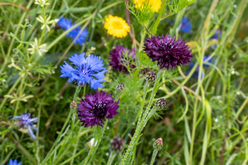 Mixed Wildflowers with Blue and Burgundy Cornflowers – Close-Up of Natural Floral Diversity in Bloom – Perfect for Botanical Art, Organic Themes, or Spring/Summer Backgrounds