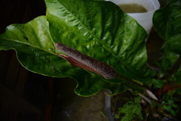 caterpillar on a leaf