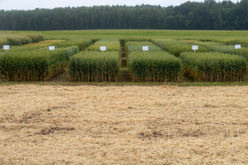 Cereal Crop Variety Trial Field with Identification Signs – Agricultural Research Plot with...