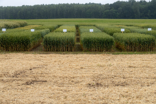 Cereal Crop Variety Trial Field with Identification Signs &ndash; Agricultural Research Plot with Different Grain Growth Stages &ndash; Ideal for Farming, Agronomy, or Scientific Use