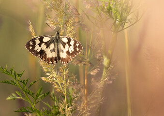 Biało brązowy motyl z rozpostartymi skrzydłami siedzący na źdźble trawy. W tle kolorowa, kwietna łąka © Zuzanna