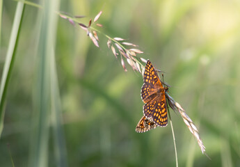 Pomarańczowy motyl siedzący na źdźble kwitnącej trawy, na tle zielonej łąki © Zuzanna
