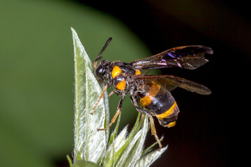 Bottlebrush Sawfly (Pterygophorus cinctus) - Profile of Australian Sawfly on Leaf Tip