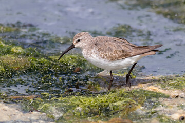 Curlew Sandpiper Walking Through Seaweed on Muddy Shore (Calidris ferruginea)