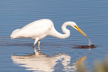 Eastern Great Egret Fishing in Shallow Water (Ardea alba modesta)

