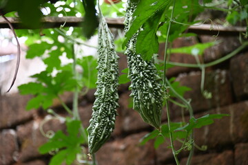 Momordica charantia. Its other common  names  bitter melon, bitter gourd, karela, bitter squash, momordica and balsam pear. Its originated in India. Creeper vegetable.
