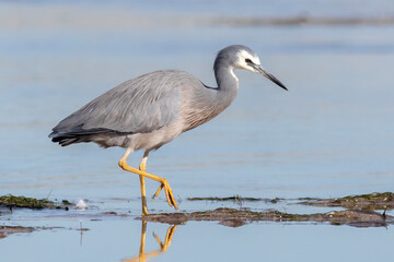 White-Faced Heron Walking Through Shallow Water