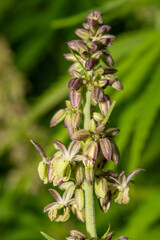 Macro of Cannabis sativa Male Flowering Stage – Detailed Photo of Hemp Staminate Inflorescence – Suitable for Herbal Research, Education, or Farming Content