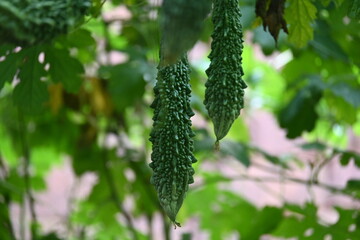 Momordica charantia. Its other common  names  bitter melon, bitter gourd, karela, bitter squash, momordica and balsam pear. Its originated in India. Creeper vegetable.
