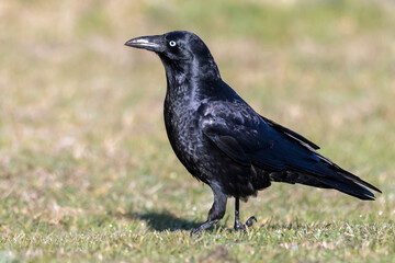 Close-Up of Little Raven on Lawn in Natural Light (Corvus mellori)
