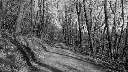 trees in the woods
