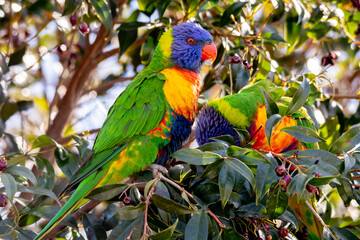 Rainbow Lorikeets Feeding Among Native Foliage