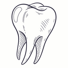 Hand Drawn Tooth Illustration dental drawing