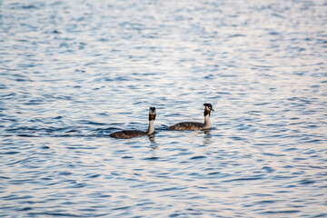 Two Great Crested Grebes swim in the lake